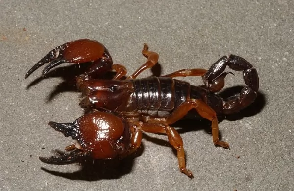 scorpions-facts_610_