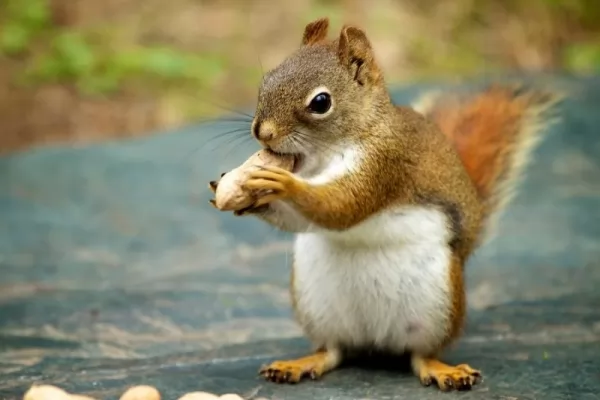  squirrels-facts_675_