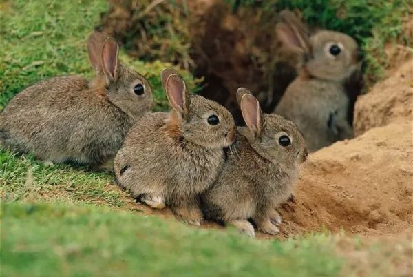 rabbit-facts_1175_2_1536358722.jpg