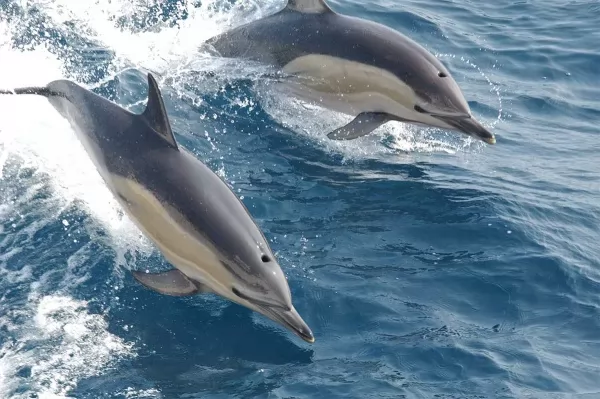 الدلافين وخنازير البحر من الحيوانات التي لديها الحاسة السادسة