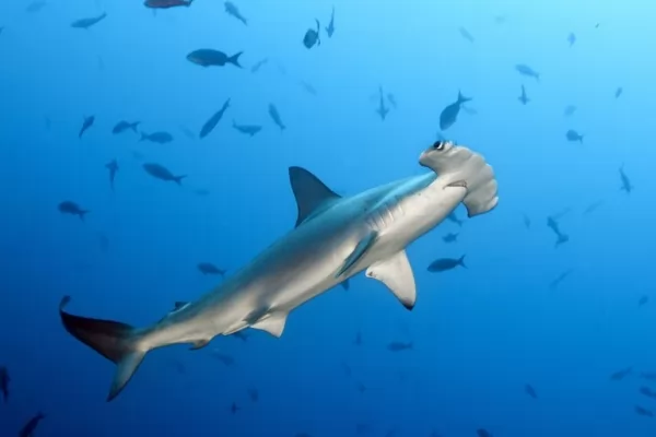 أسماك القرش من الحيوانات التي لديها الحاسة السادسة