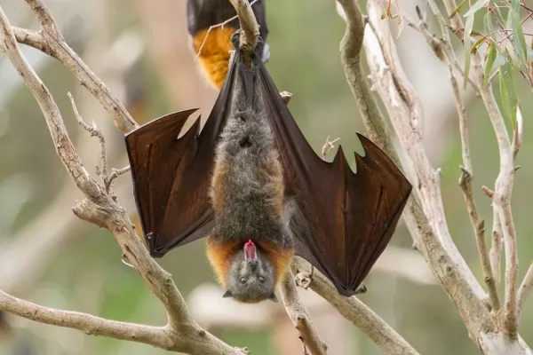 الخفافيش من الحيوانات التي لديها الحاسة السادسة