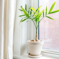 22 من أفضل النباتات المنزلية لإضفاء البهجة على كل غرفة في منزلك بالصور